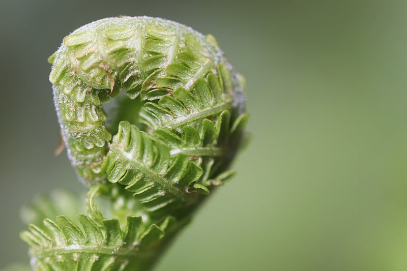 Sustainable Landscaping Tips
